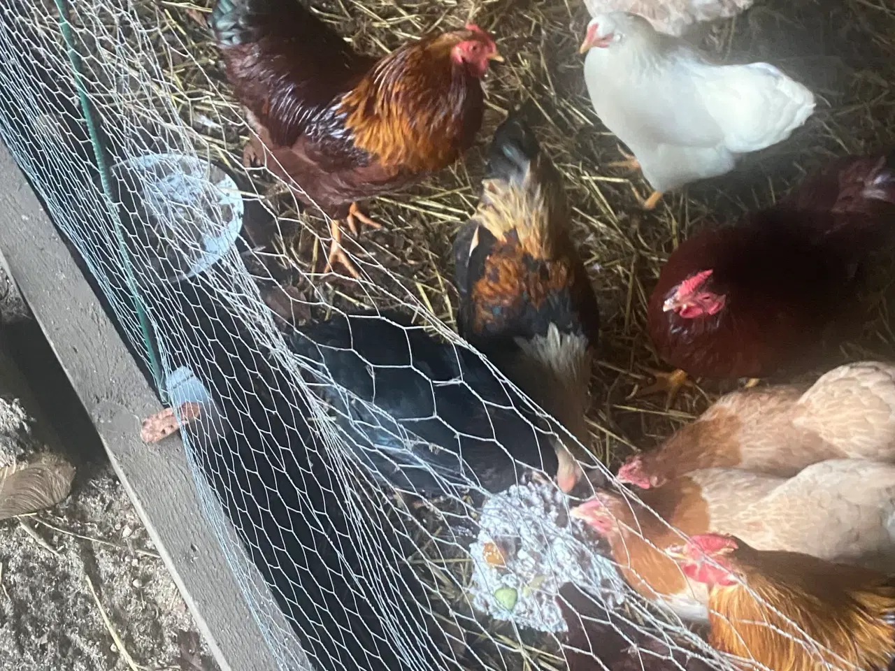 Billede 2 - Hanekyllinger