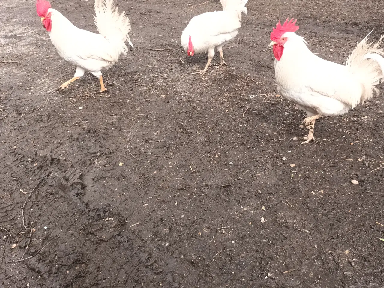Billede 1 - Hvide haner til slagt 