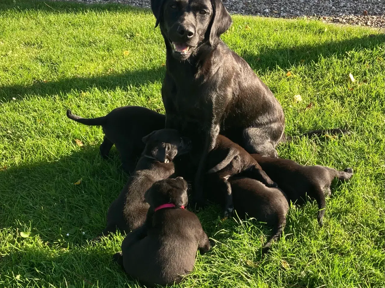 Billede 2 - Labrador 