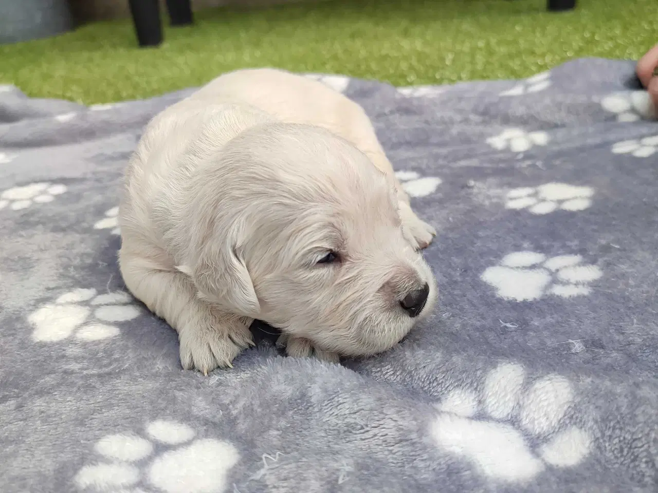 Billede 2 - Golden Retriever Hvalpe 