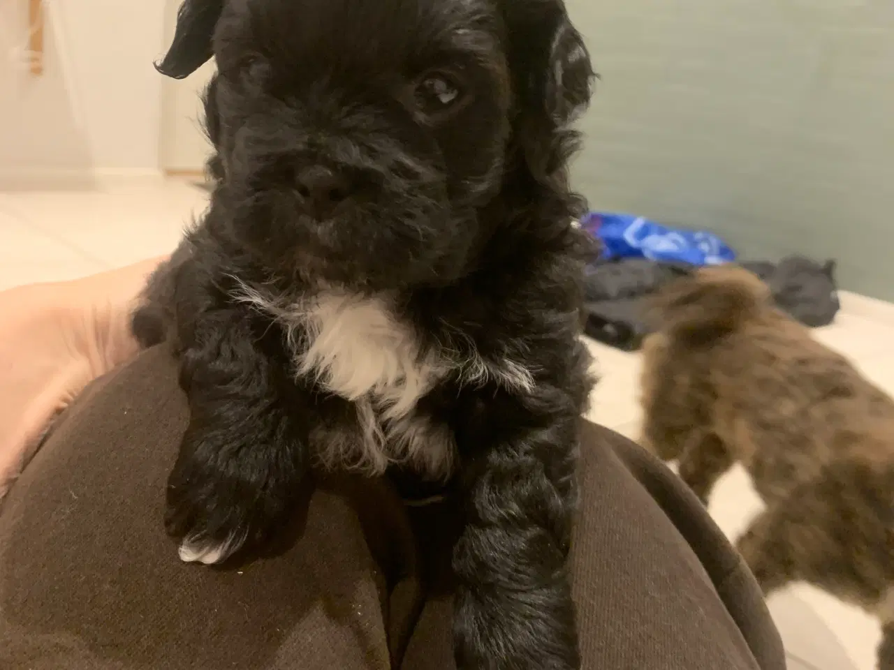 Billede 2 - Skønneste små shihpoo