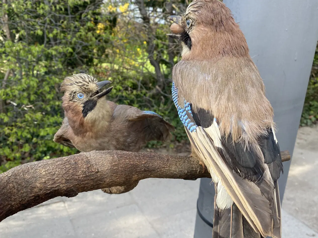 Billede 5 - Udstoppede skovskader