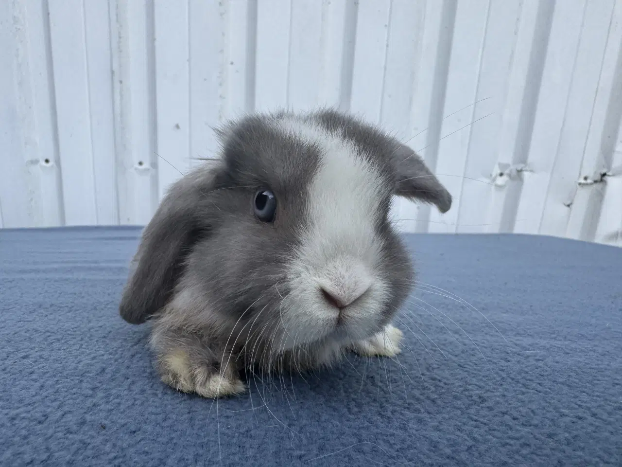 Billede 2 - Dværgvædder hunkanin 