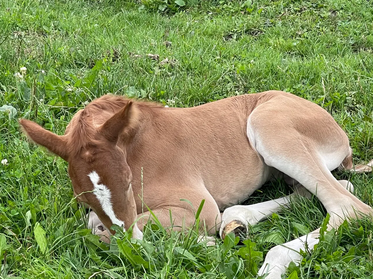 Billede 2 - Super lækker og charmerende føl (kan afdrages)