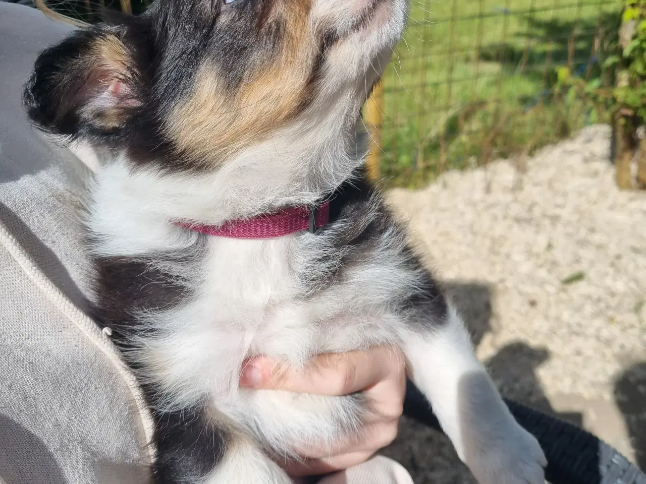 Billede 5 - Border collie tæve