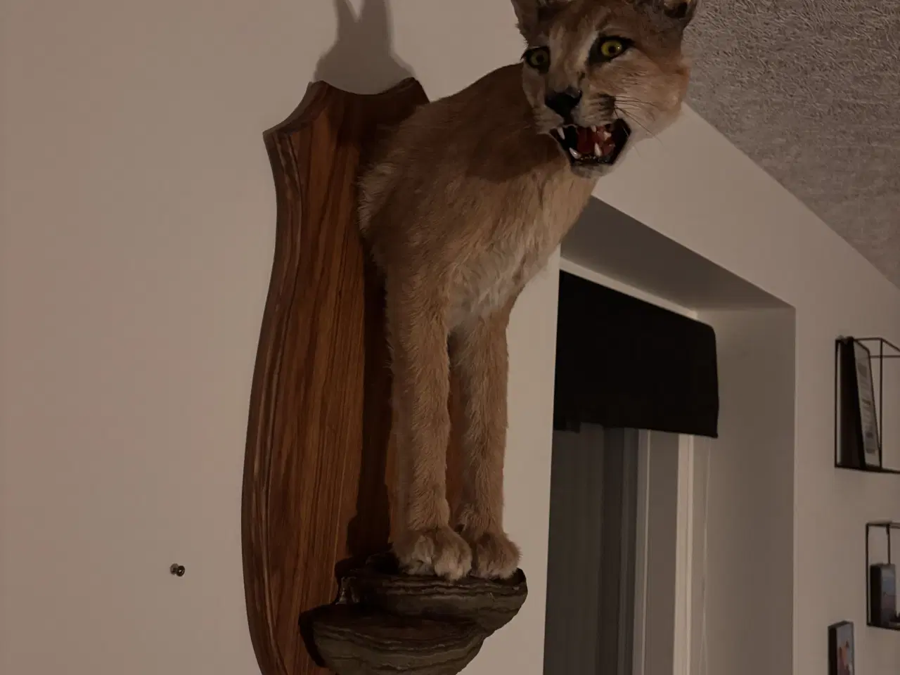 Billede 1 - Caracal skulder monteret 