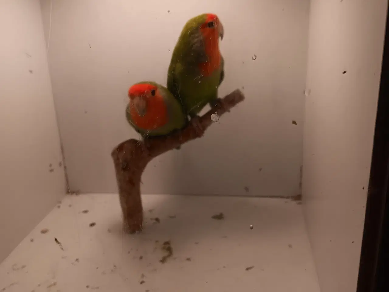 Billede 4 - Rosenhoveddvp I grøn 