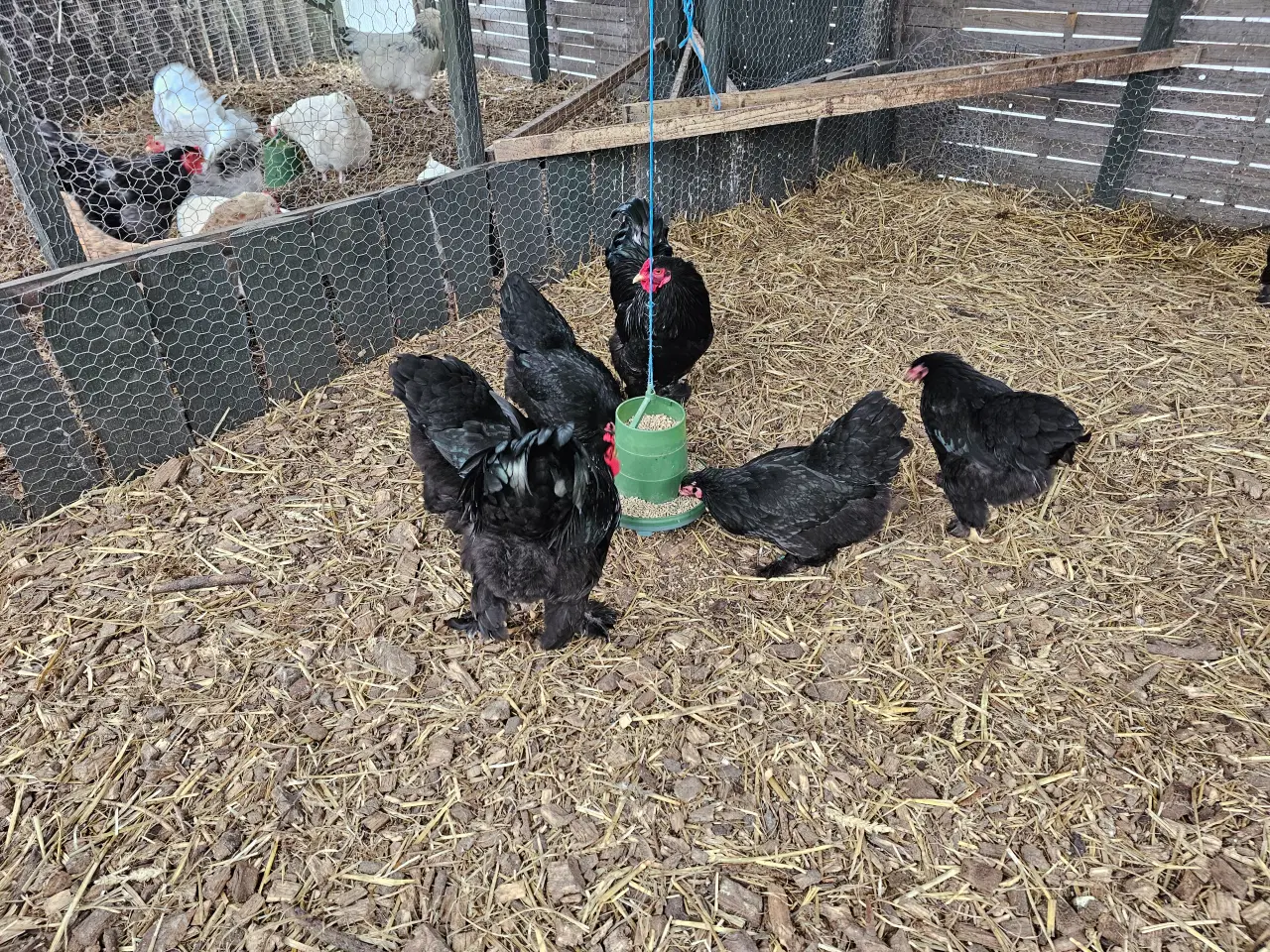 Billede 2 - Rugeæg af sorte Dværg Brahma 