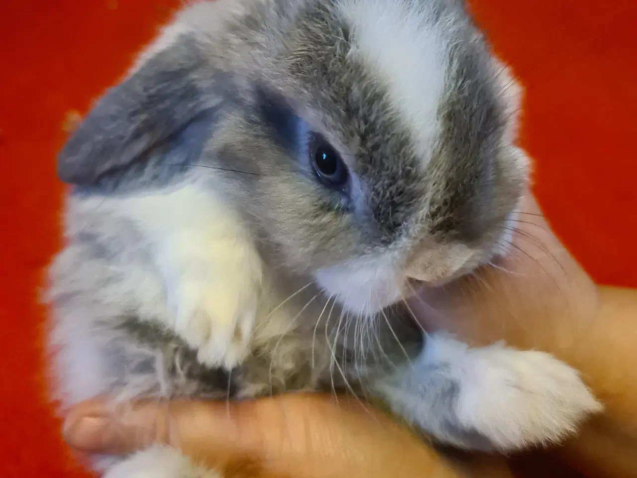 Billede 4 - Mini Lop Kaninunger 