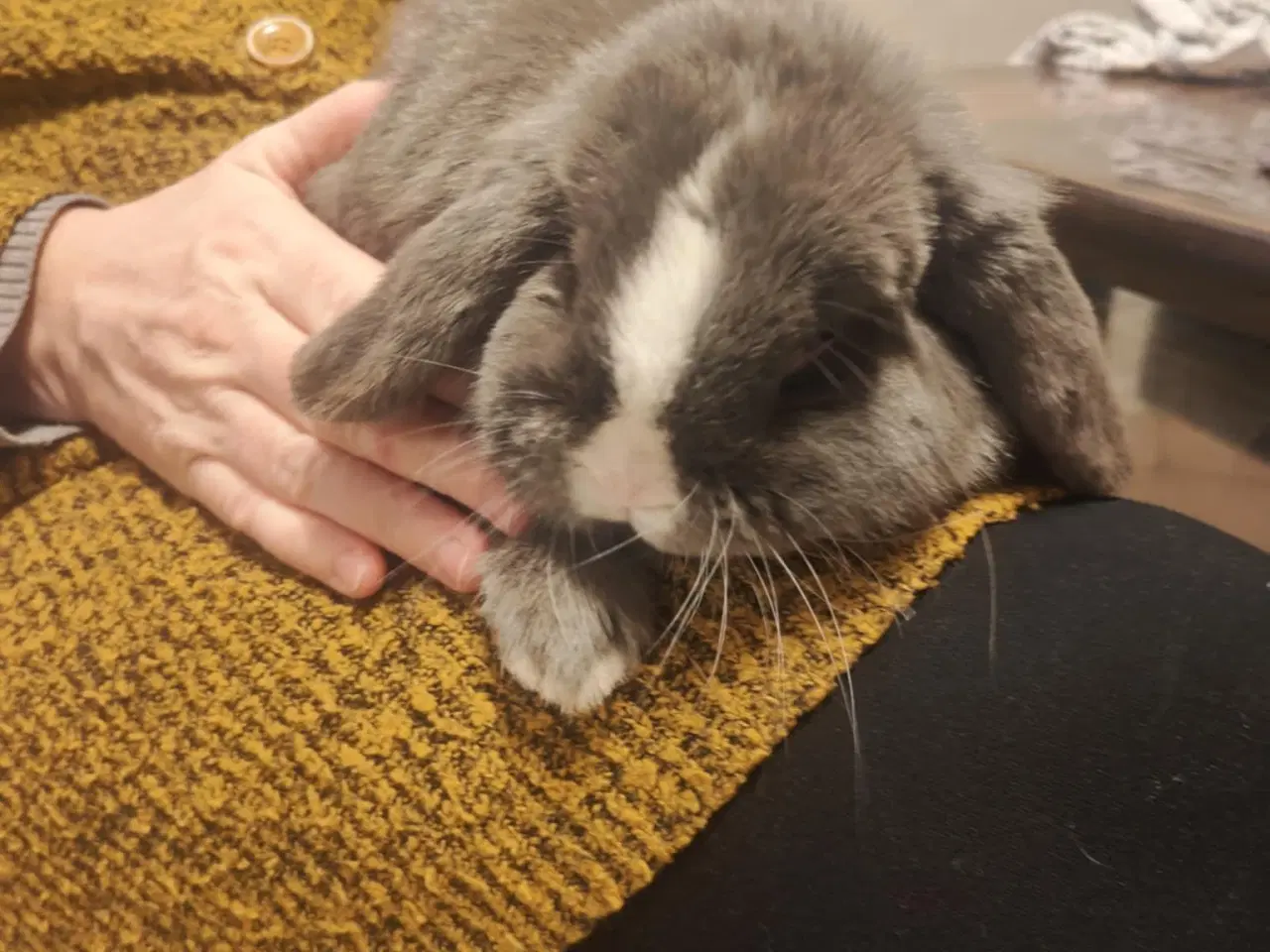 Billede 3 - MiniLoop super tam (haster!)