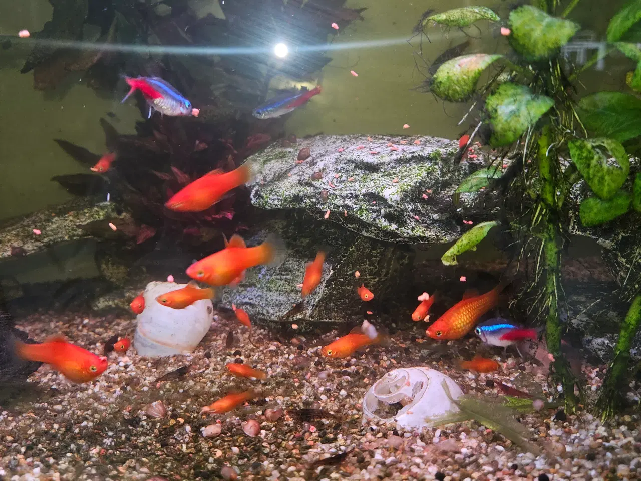 Billede 1 - Akvariefisk platy