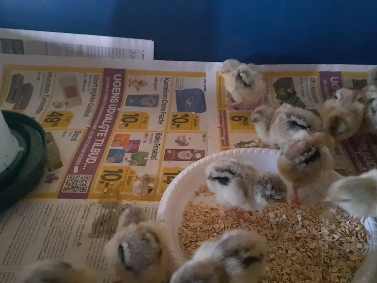 Billede 3 - Daggamle Sølv sort båndede Dværg Wyandotter