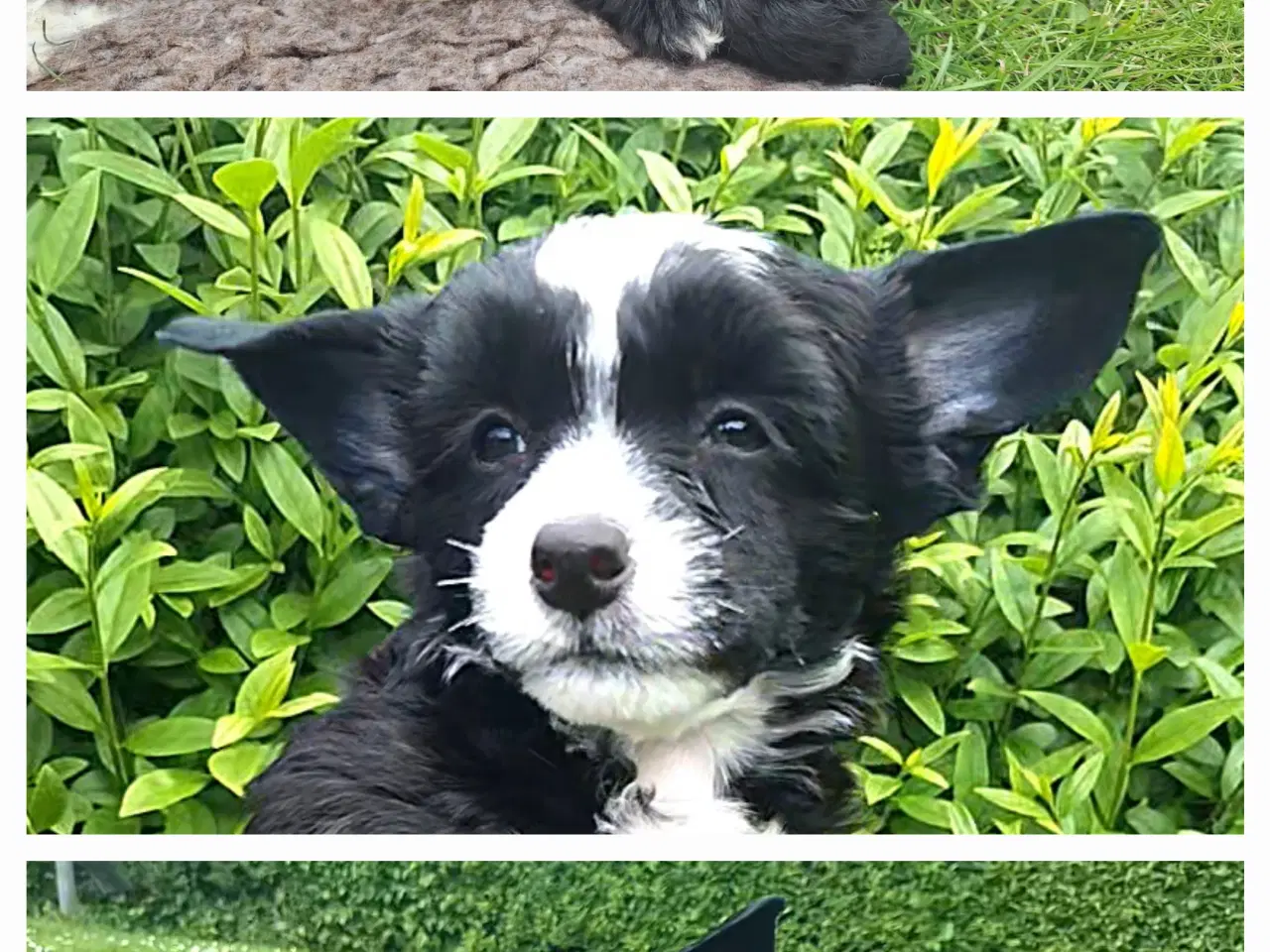 Billede 2 - Chinese Crested/Powder puff med DKK stambog