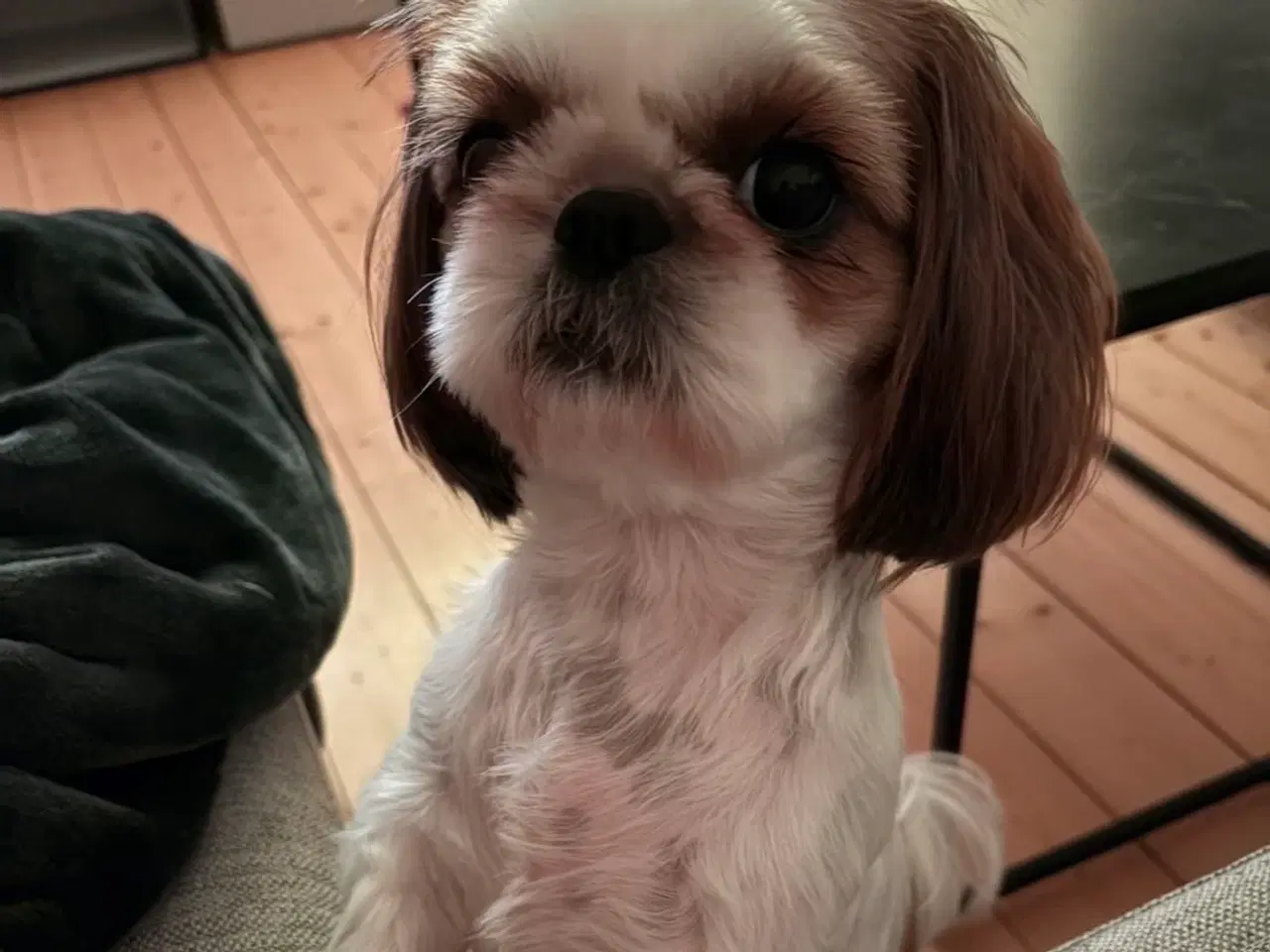 Billede 5 - Ægte Shih Tzu tæve