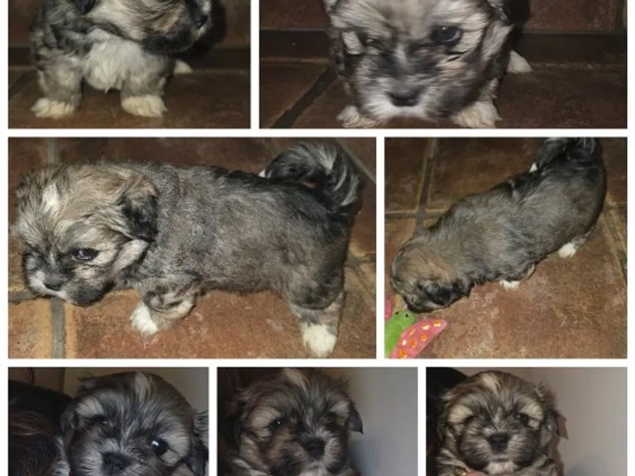 Billede 3 - Lhasa apso hvalpe