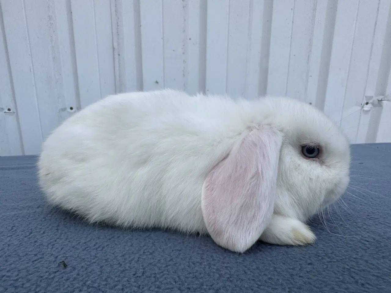 Billede 8 - Dværgvædder salgsklare hunner