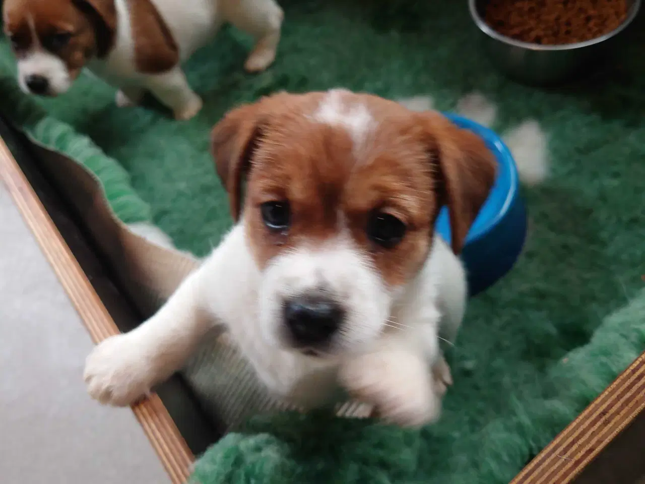 Billede 2 - Jack Russel hvalpe. ( Kort benet type)