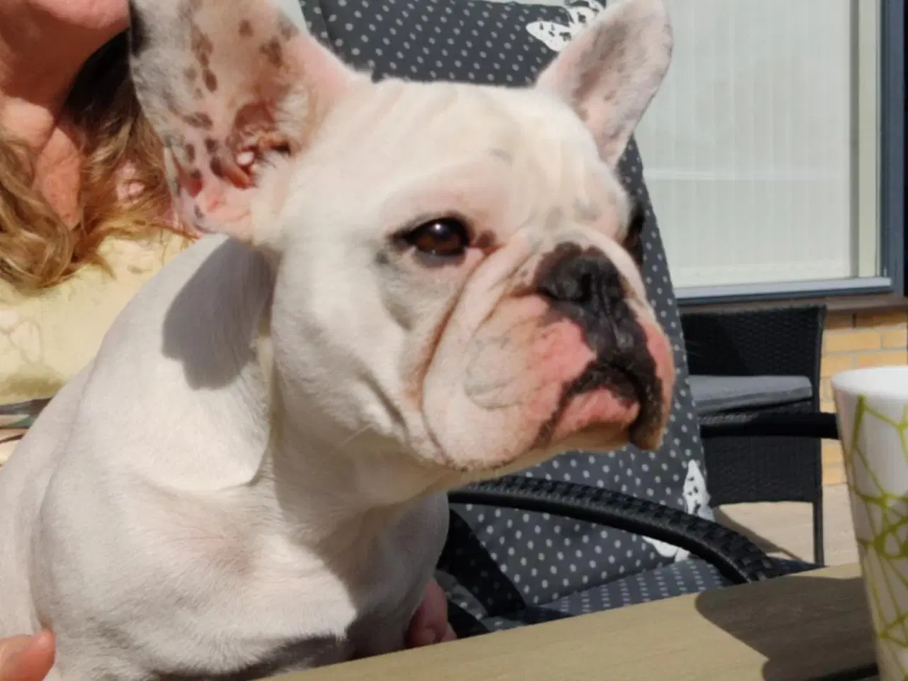 Billede 6 - Fransk Bulldog