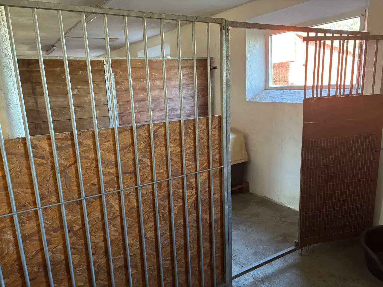 Billede 4 - Hunde bokse