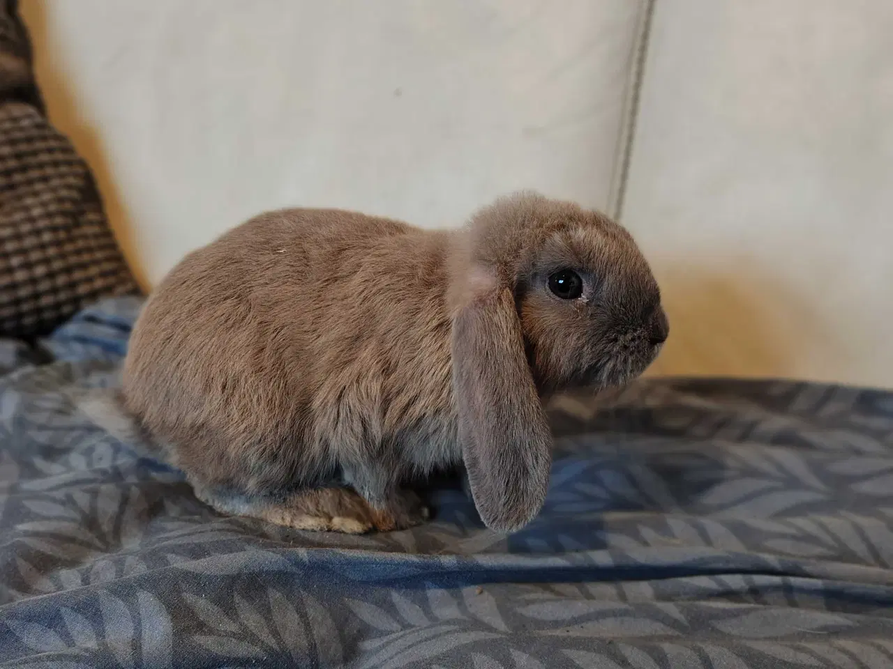 Billede 3 - Fri-Kanin 16 uger 🐰