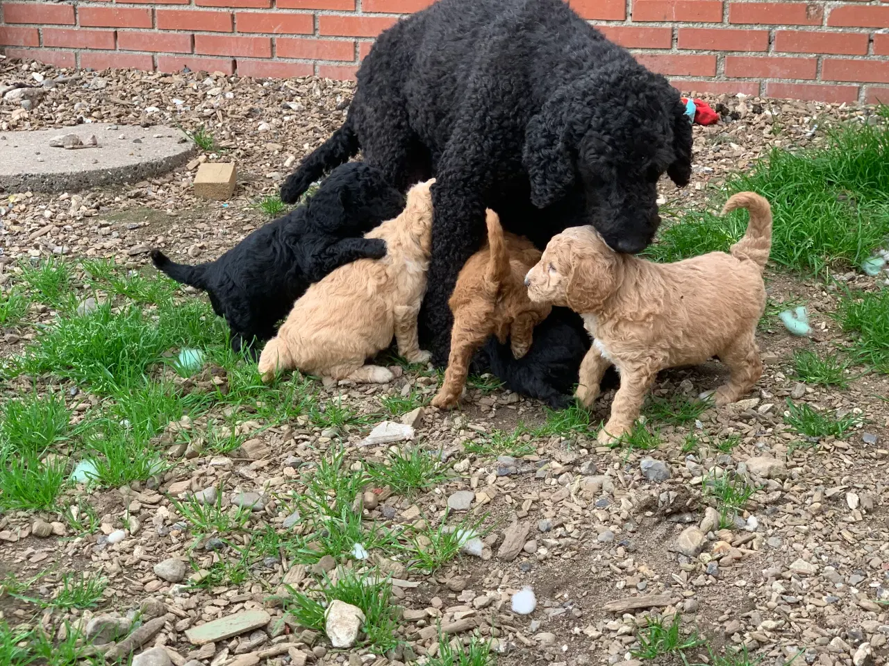 Billede 13 - Mini Golden Doodle F1B babyer 