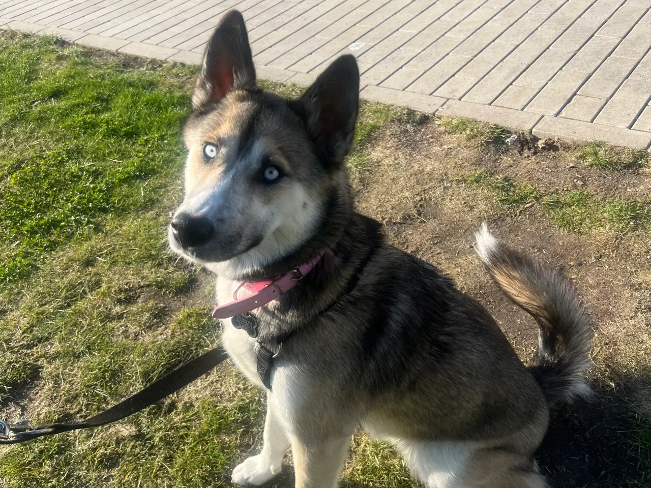 Billede 1 - Husky / Alaskan Malamute tæve