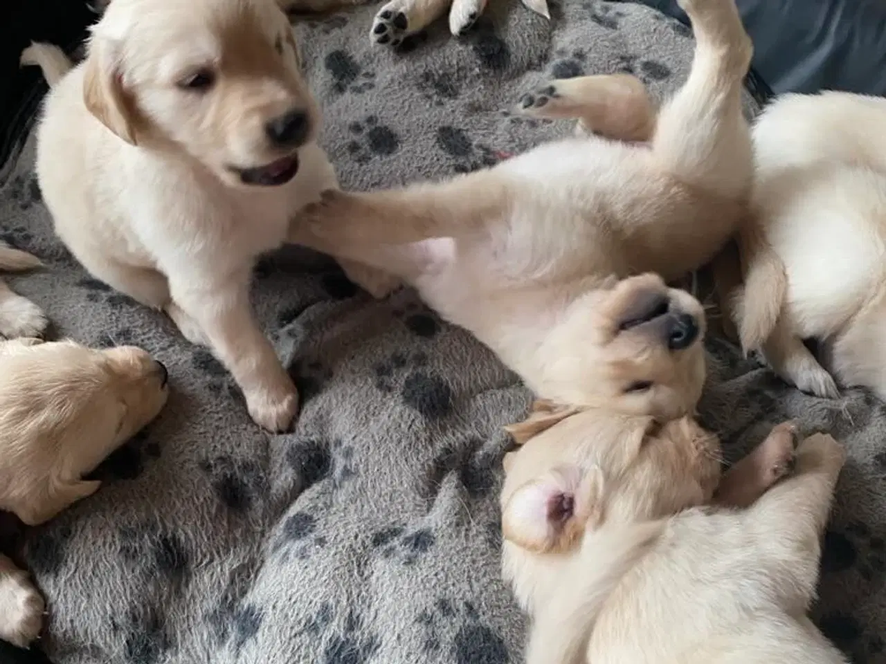 Billede 7 - Golden retriever hvalpe