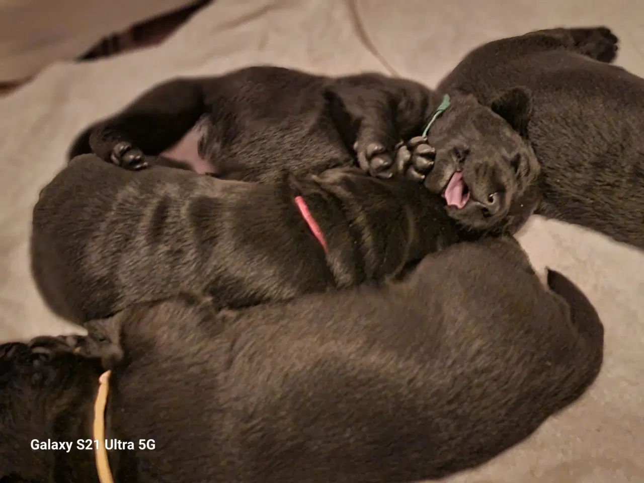 Billede 4 - Labrador hvalpe, 3 uger gamle