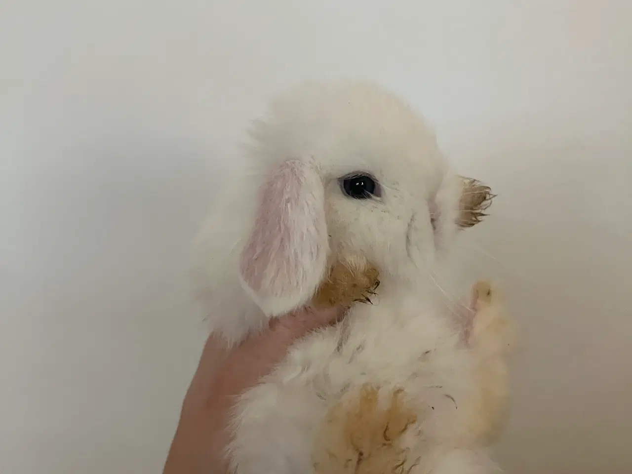 Billede 16 - 5 minilop unger på 8 uger