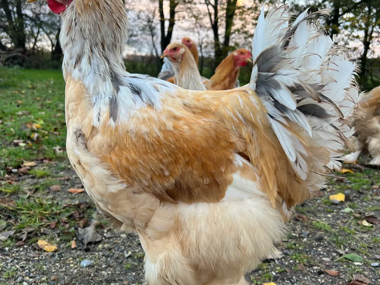 Billede 4 - Brahma hane Lemon pyle