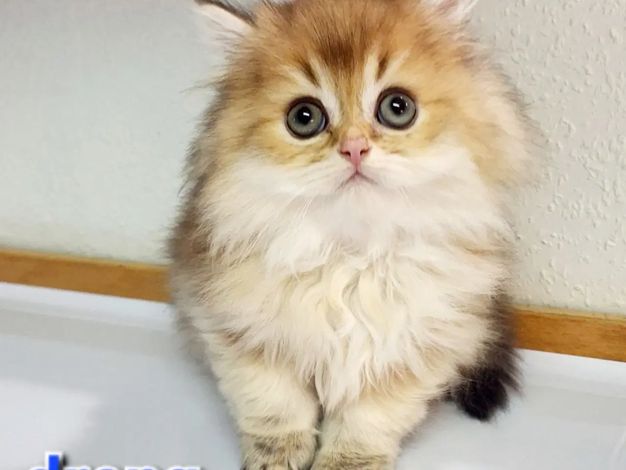 Billede 2 - British Shorthair og longhair med stamtavle 