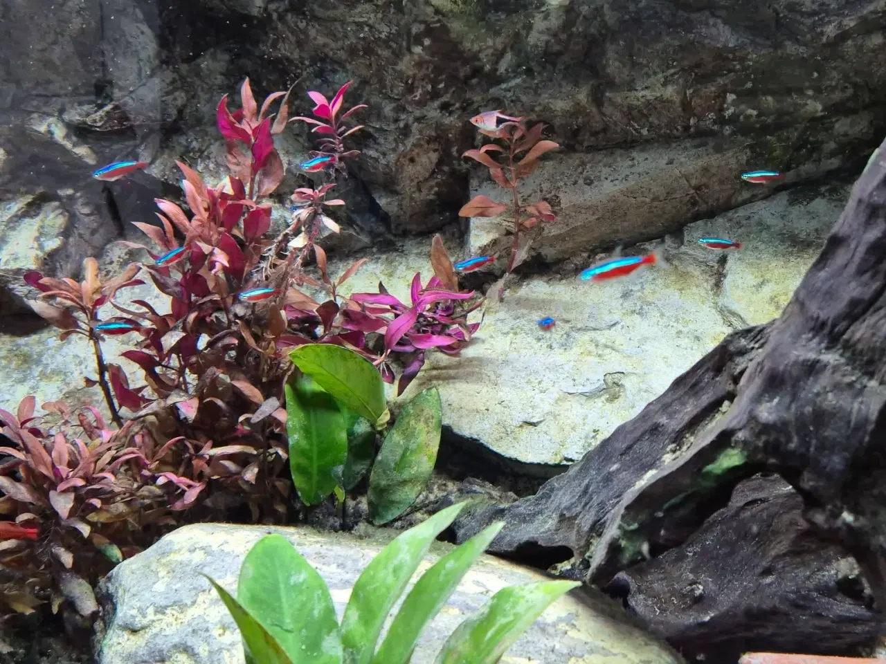 Billede 6 - 720 L akvarium m. beboere