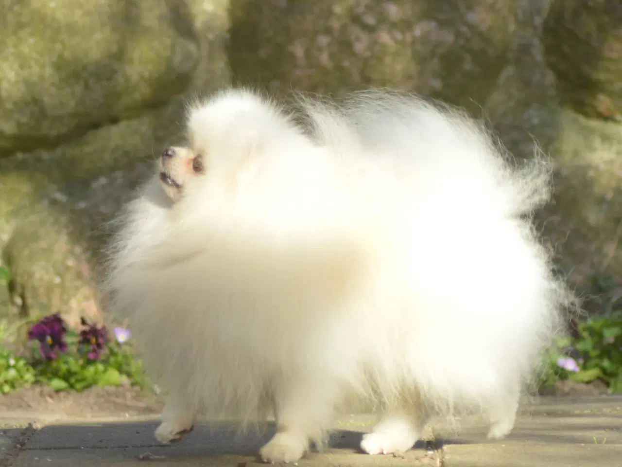 Billede 4 - Smuk Pomeranian tilbydes Avl