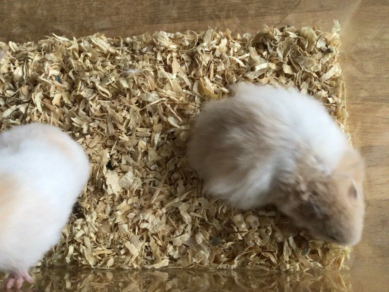 Billede 2 - Langhårede guldhamster