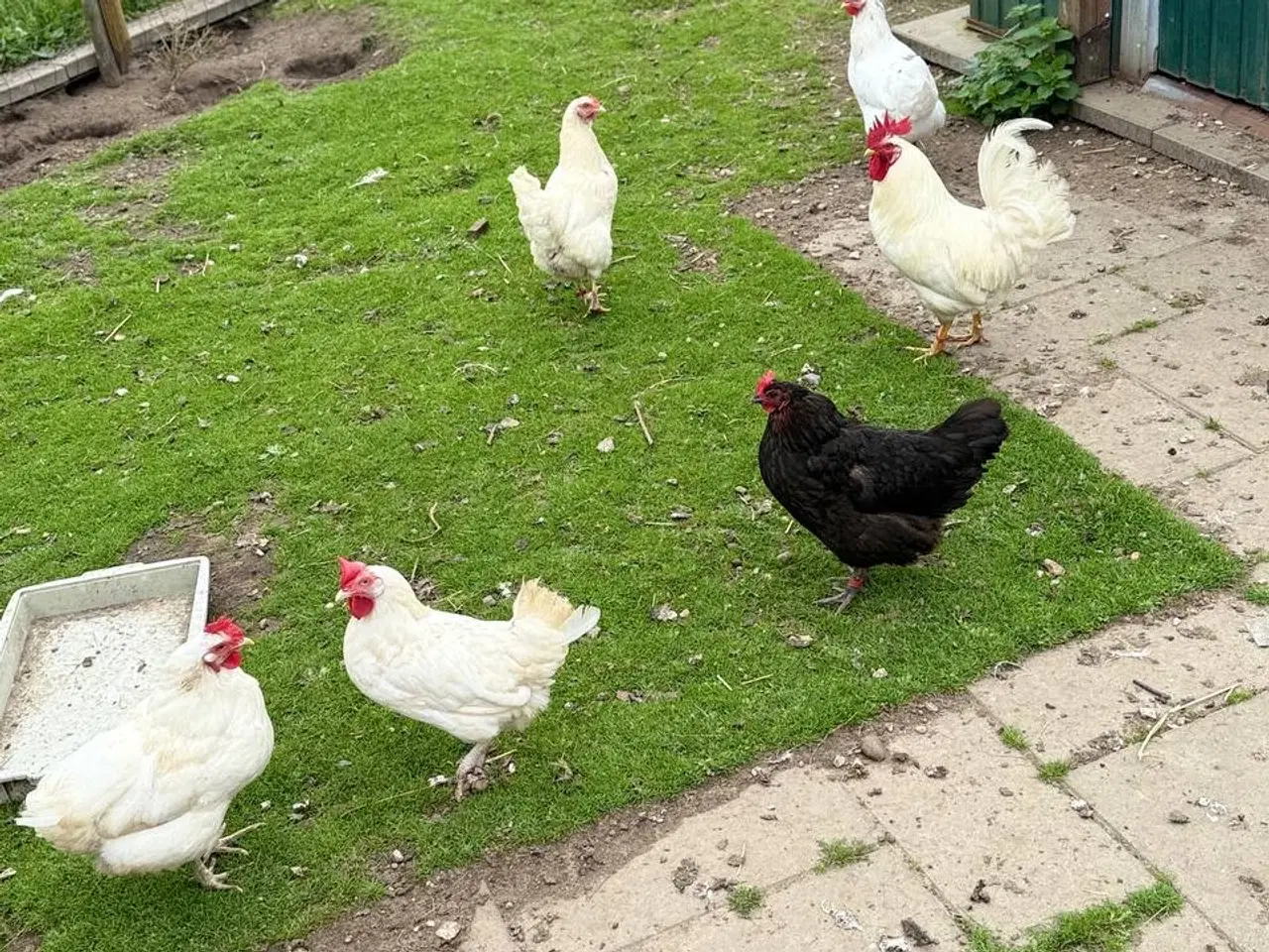 Billede 10 - Morgenmadsæg dagligt fra egen have ud af 6818