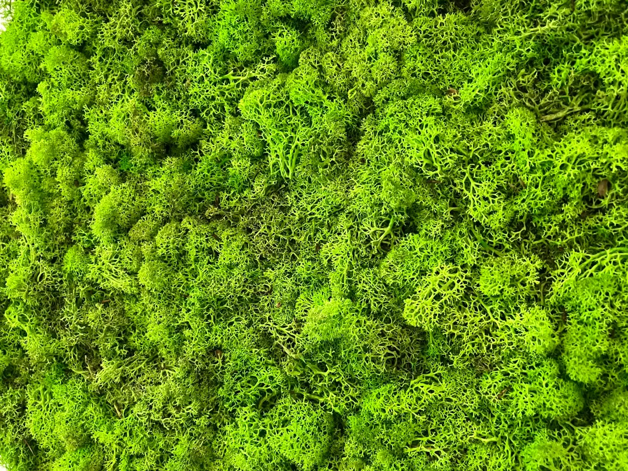 Billede 4 - Mos billeder vi laver 