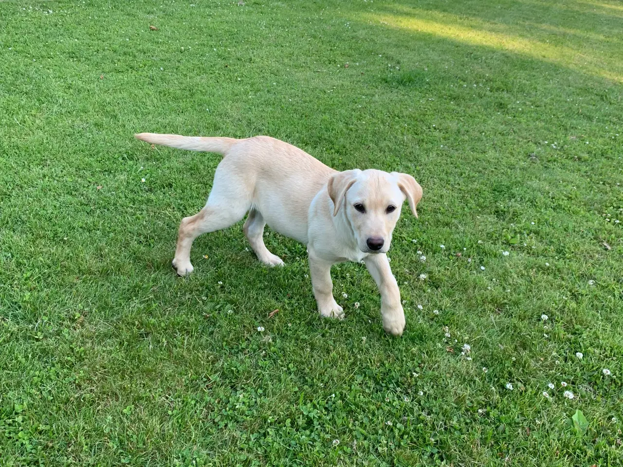Billede 3 - Labrador hvalpe med stamtavle