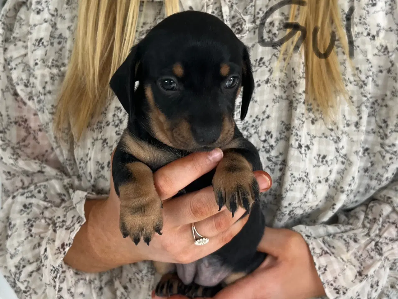 Billede 2 - Chiweenie - hvalp til slag - 4 skønne små piger 
