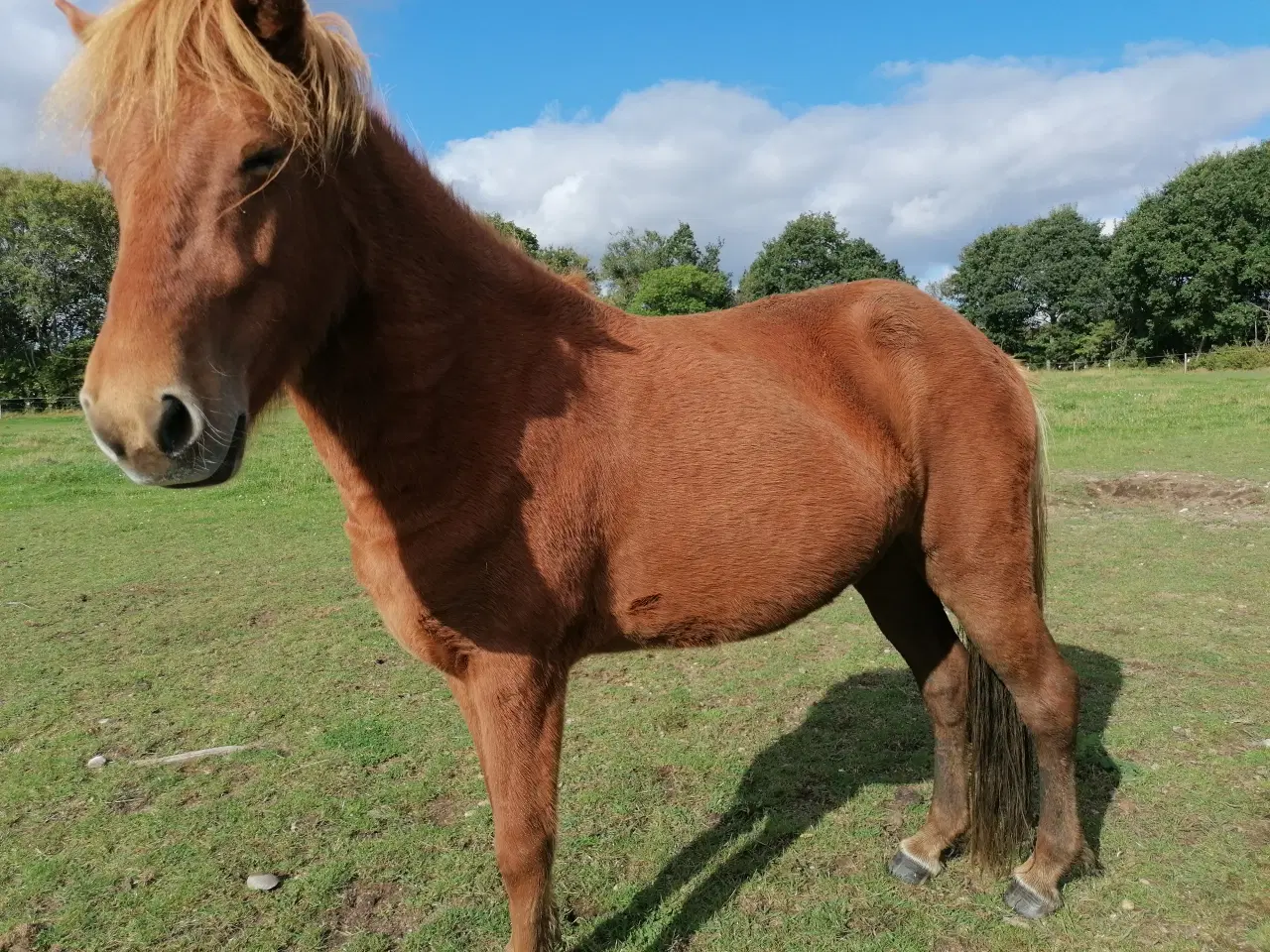 Billede 4 - Islænder Hoppe 4 år