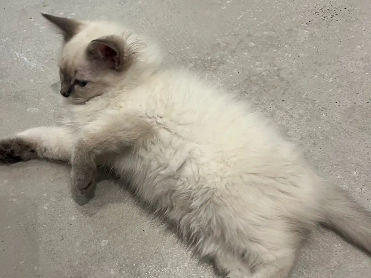 Billede 2 - Bedårende ragdolls killinger 