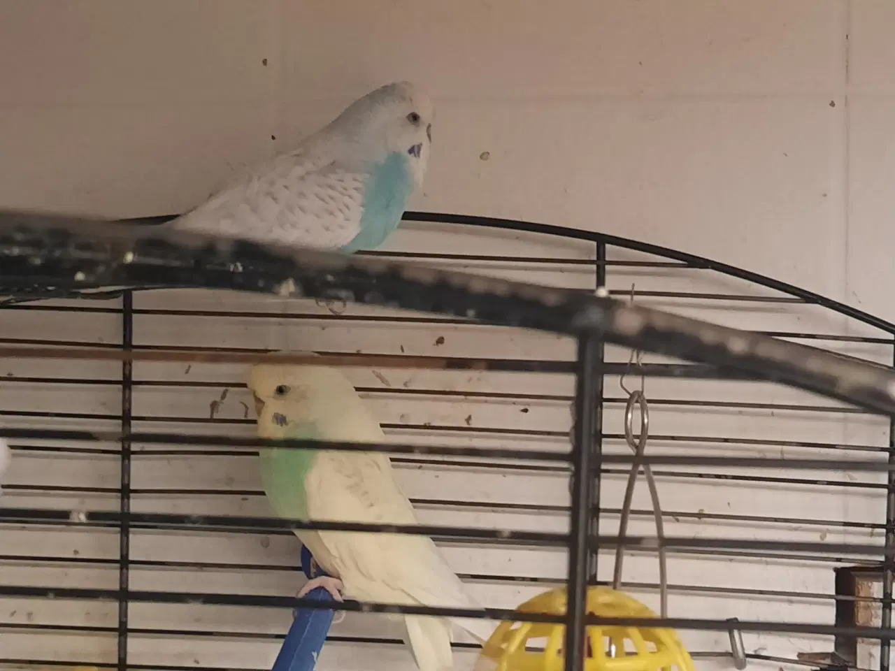 Billede 3 - To han-undulater sælges eller byttes med en hun-u