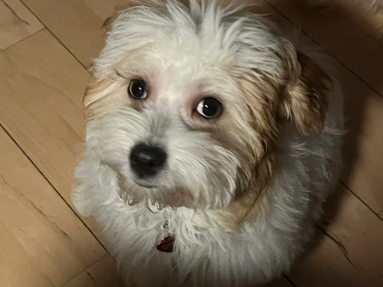 Billede 2 - Smukke Bichon Havanais