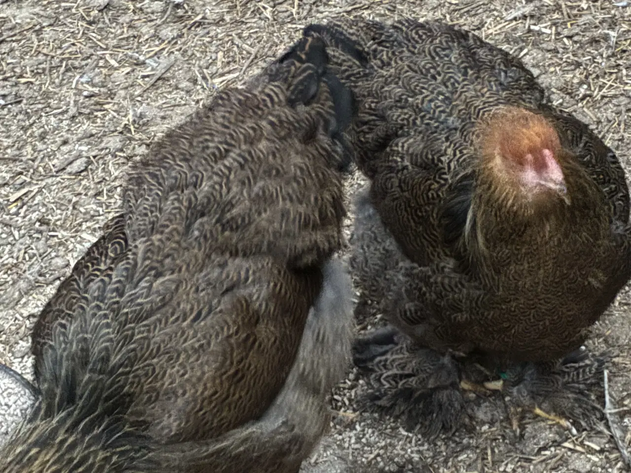 Billede 2 - Brahma i stort race