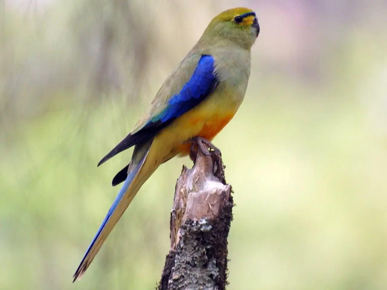 Billede 1 - Blåvinget Græsparakit