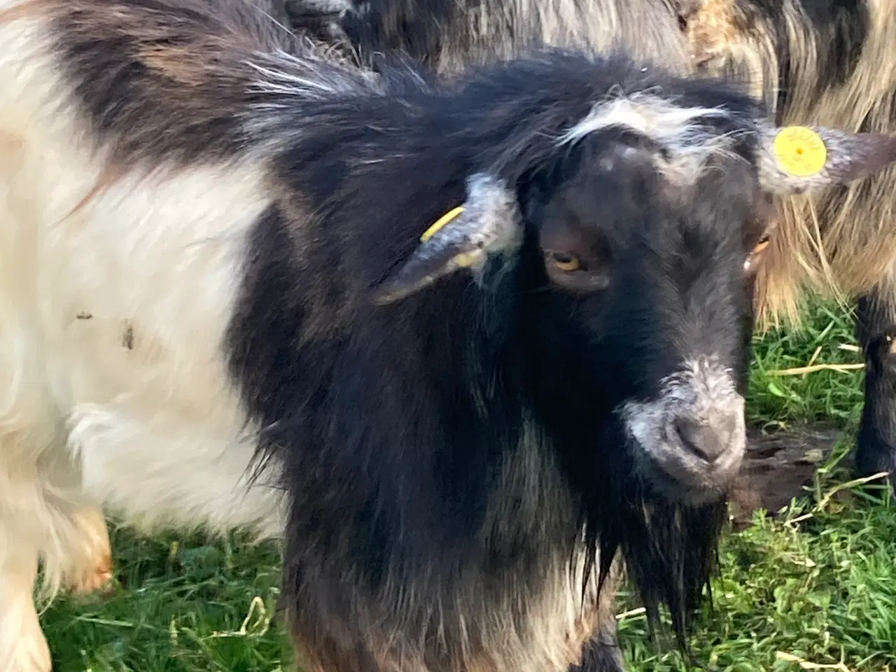 Billede 2 - Gedebuk til udlejning