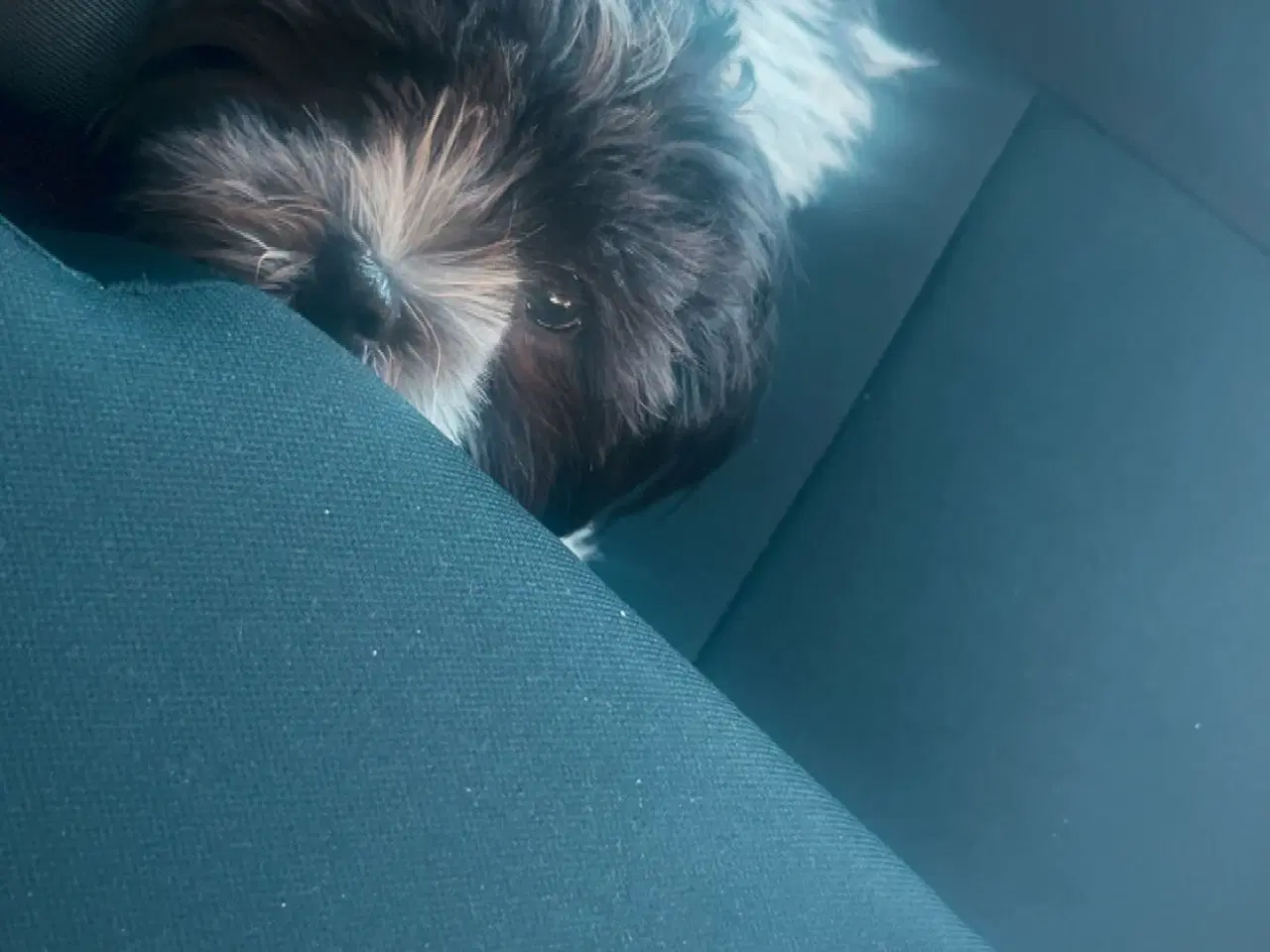 Billede 3 - Boomer hvalp 🐶