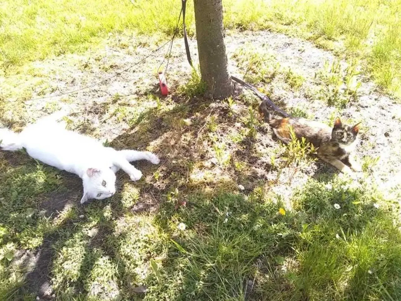 Billede 6 - Rød/Hvid Blandings Hun kat 😺