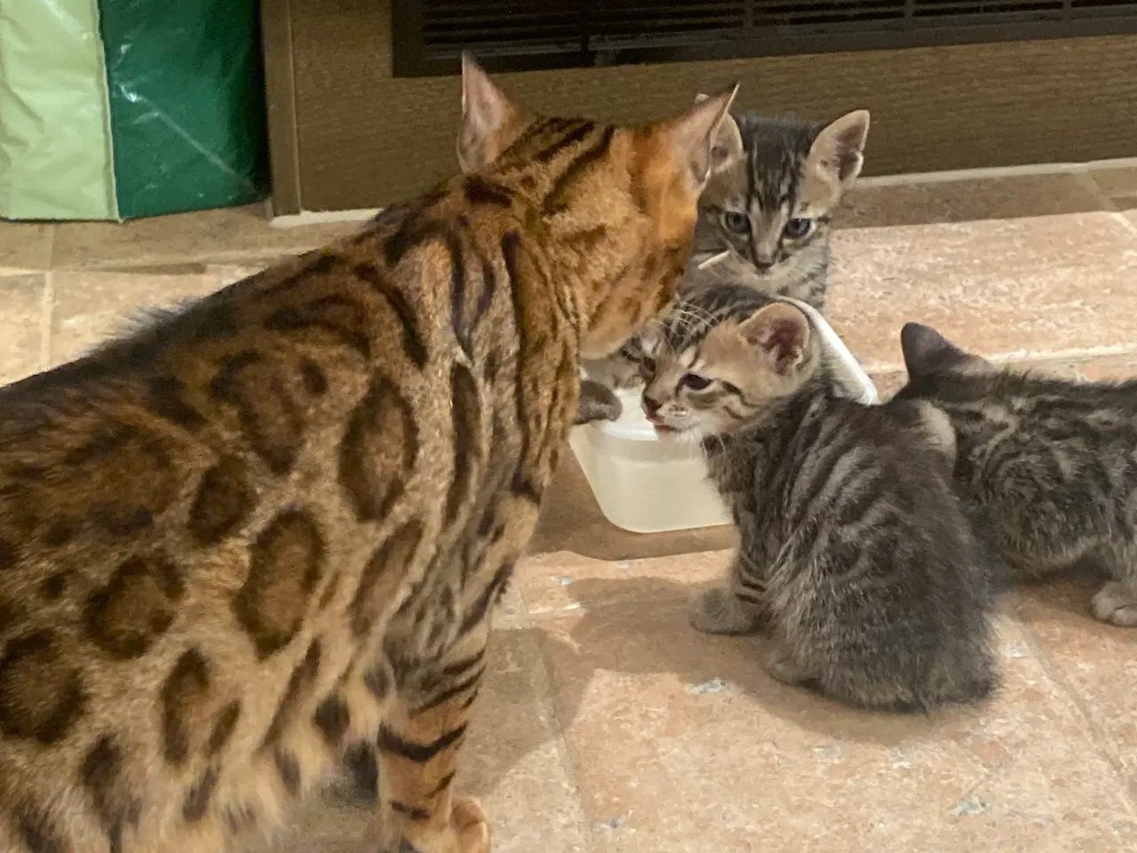 Billede 3 - Bengal blandingskilling