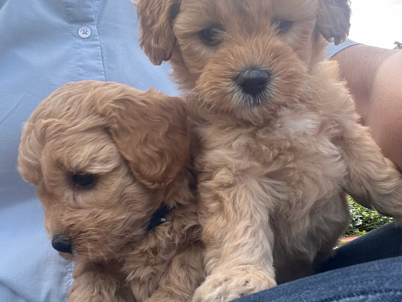 Billede 4 - Maltipoo hvalpe