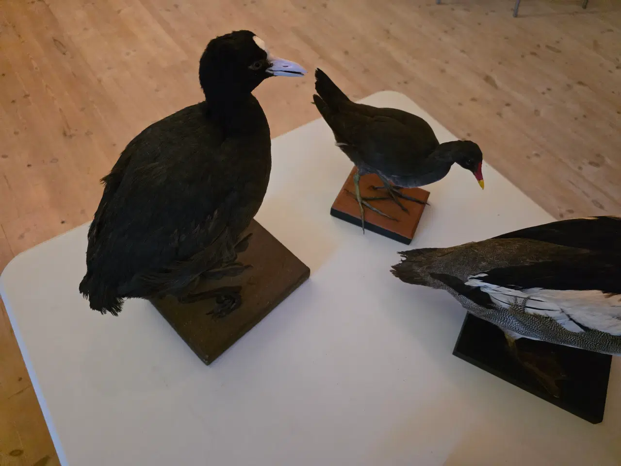 Billede 8 - Vandfugle sælges, enten samlet eller hver for sig